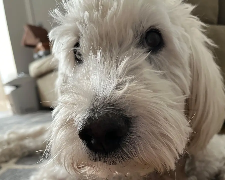 Cody